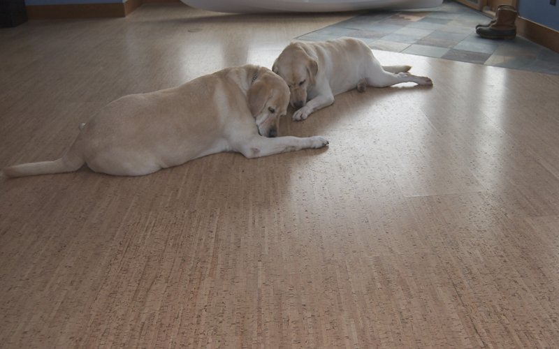 best-floor-tiles-for-pets