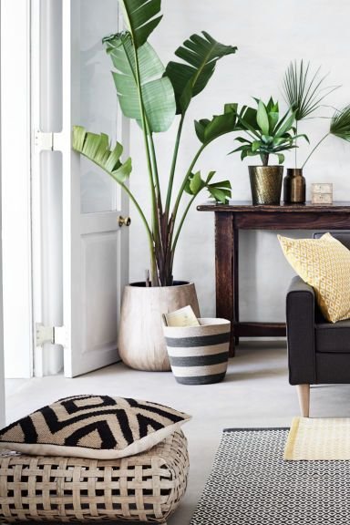 plant_small-living-room