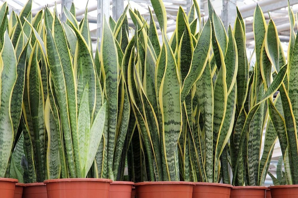 snake-plant-indoor-plant-Indian-homes