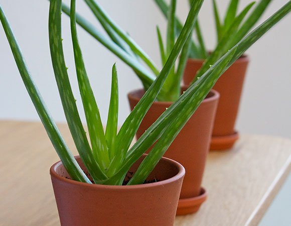 aloe-vera-home-plants-refresh-health-benefits-Indian-homes