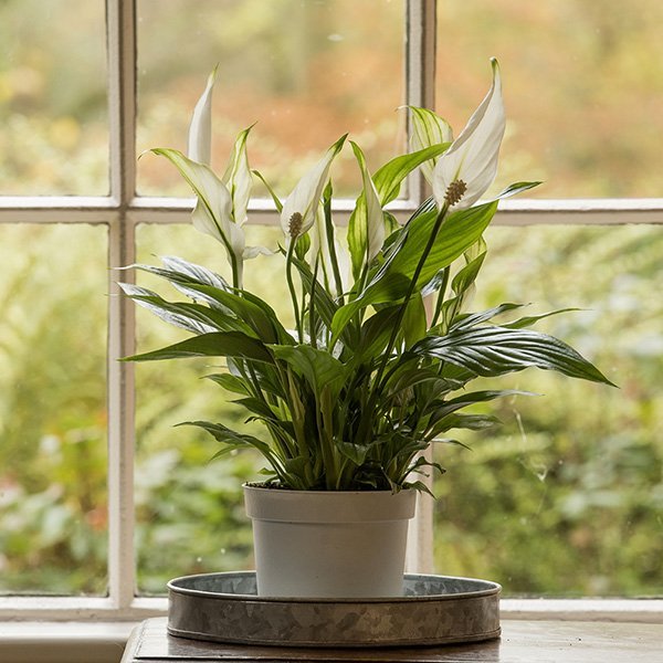 peace lily plants Indian homes