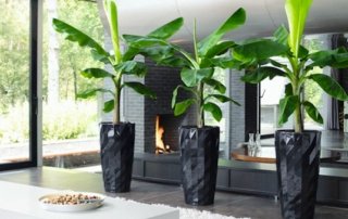 houseplants_indoor_air_quality_purifying_filtering-indian-homes