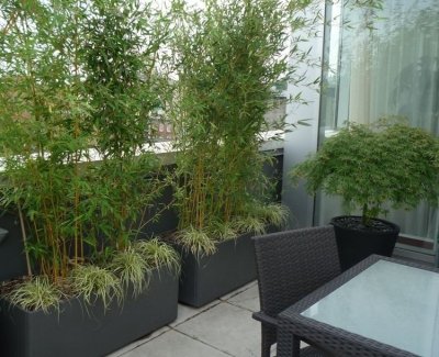 How to create a Fabulous Terrace Garden?